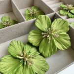 Isabelle lime